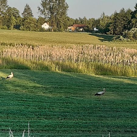 Domek W Kwiatach Zyndaki Dış mekan fotoğraf